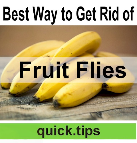 How to Kill Fruit Flies? It's not as difficult as you might think.